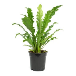 Asplenium Nidus Campio - Champion's Bird's Nest Fern -Plant potted plants Asplenium nidus Campio Champions Birds Nest Fern 17cm New