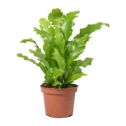 Asplenium Nidus Campio - Champion's Bird's Nest Fern -Plant potted plants Asplenium nidus Campio Champions Birds Nest Fern