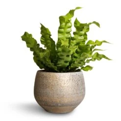 Noor Plant Pot - Metallic Grey 27 Noor Plant Pot - Metallic Grey -Plant potted plants Asplenium nidus Crispy Wave Pleated Bird s Nest Fern 12x30cm Noor Plant Pot Metallic Grey 16x13cm