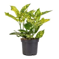 Aucuba Japonica Variegata - Gold Dust Plant -Plant potted plants Aucuba japonica Variegata Gold Dust Plant
