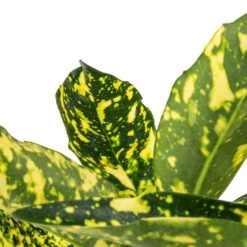 Aucuba Japonica Variegata - Gold Dust Plant -Plant potted plants Aucuba japonica Variegata Gold Dust Plant SWATCH