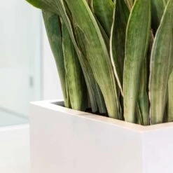 Balcony Planter - Matt White 12 Balcony Planter - Matt White -Plant potted plants Balcony Planter Matt White Sansevieria