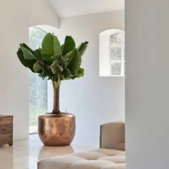 Opus Raw Couple Planter - Gold 28 Opus Raw Couple Planter - Gold -Plant potted plants Baq Opus Raw Couple Gold 2