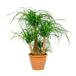 Beaucarnea - Pony Tail Palm - Branched -Plant potted plants Beaucarnea Pony Tail Palm Branched 26x75cm