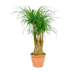 Beaucarnea - Pony Tail Palm - Branched -Plant potted plants Beaucarnea Pony Tail Palm Branched 29x90cm