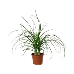 Beaucarnea - Pony Tail Palm - Head -Plant potted plants Beaucarnea Pony Tail Palm Head
