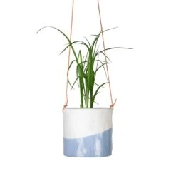 Beaucarnea - Pony Tail Palm - Head -Plant potted plants Beaucarnea Pony Tail Palm Head 9x30cm Dip Hanging Indoor Pot 12x12cm