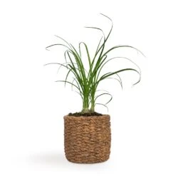 Beaucarnea - Pony Tail Palm - Head -Plant potted plants Beaucarnea Pony Tail Palm Head 9x30cm Gina Plant Pot Natural 12x11cm