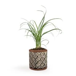 Beaucarnea - Pony Tail Palm - Head -Plant potted plants Beaucarnea Pony Tail Palm Head 9x30cm Liam Plant Pot Grey 11x11cm