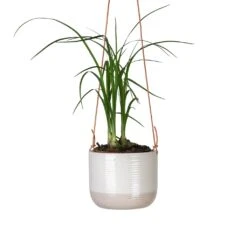 Beaucarnea - Pony Tail Palm - Head -Plant potted plants Beaucarnea Pony Tail Palm Head 9x30cm Ripple Hanging Indoor Pot 11x9cm