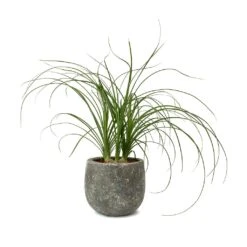 Beaucarnea - Pony Tail Palm - Head -Plant potted plants Beaucarnea Pony Tail Palm Head Amber Earth Plant Pot