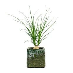 Beaucarnea - Pony Tail Palm - Orb -Plant potted plants Beaucarnea Pony Tail Palm Orb Lava Cube Relic Planter Jade 2acf75ca d454 4cd6 afa4 9df339f535cd