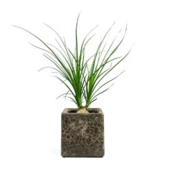 Beaucarnea - Pony Tail Palm - Orb -Plant potted plants Beaucarnea Pony Tail Palm Orb Lava Cube Relic Planter Rust bc8d1eaf 4928 4d0c 9837 043c671d1a6a