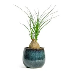 Beaucarnea - Pony Tail Palm - Orb -Plant potted plants Beaucarnea Pony Tail Palm Orb Odile Plant Pot Moss 2bd8b98d daeb 4b56 858a 0f9118d58af2