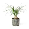 Beaucarnea - Pony Tail Palm - Orb -Plant potted plants Beaucarnea Pony Tail Palm Orb Saar Plant Pot Earth Cement