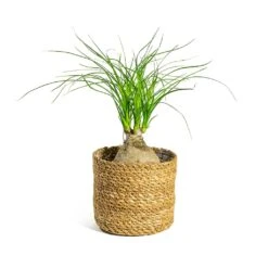 Beaucarnea - Pony Tail Palm - Orb -Plant potted plants Beaucarnea Pony Tail Palm Orb Stef Plant Baskets Set of 5 Natural