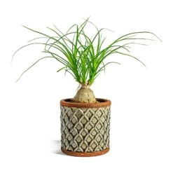 Beaucarnea - Pony Tail Palm - Orb -Plant potted plants Beaucarnea Pony Tail Palm Orb liam grey plant pot 4233c5cf da52 4d38 83e5 c3f65691695a