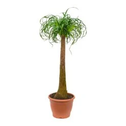 Beaucarnea - Pony Tail Palm - Single Stem 32 Beaucarnea - Pony Tail Palm - Single Stem -Plant potted plants Beaucarnea Pony Tail Palm Single Stem 125cm