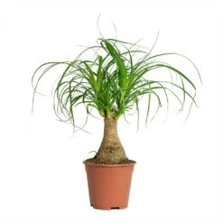 Beaucarnea - Pony Tail Palm - Single Stem 27 Beaucarnea - Pony Tail Palm - Single Stem -Plant potted plants Beaucarnea Pony Tail Palm Single Stem 14x35cm