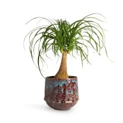Beaucarnea - Pony Tail Palm - Single Stem 21 Beaucarnea - Pony Tail Palm - Single Stem -Plant potted plants Beaucarnea Pony Tail Palm Single Stem 19x60cm Noud Plant Pot Marrakesh 26x22cm 19c824a1 2309 4a76 8967 3aeaa074d12e