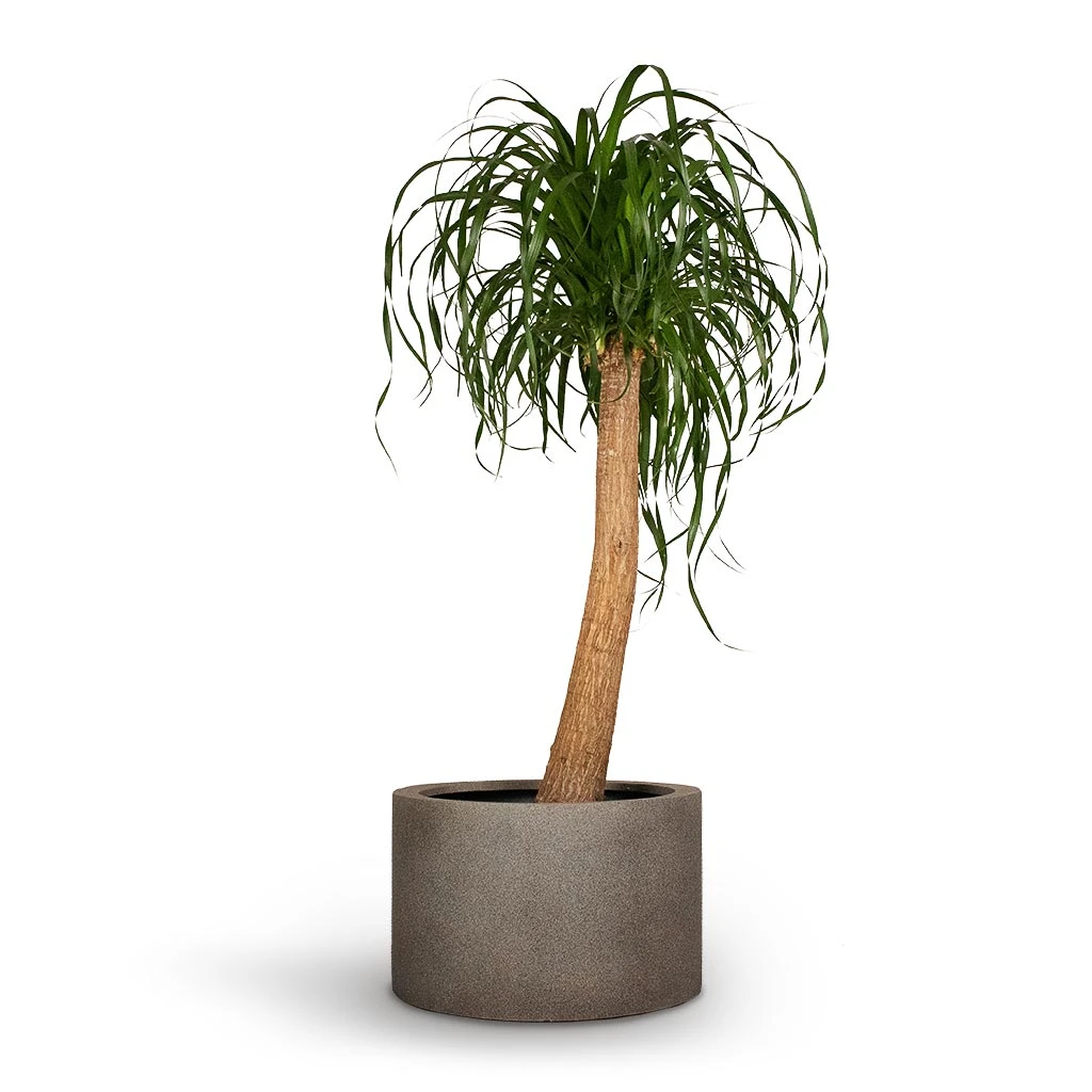 Grigio Cylinder Planter - Natural Concrete 4 Grigio Cylinder Planter - Natural Concrete - Image 2