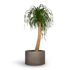 Beaucarnea - Pony Tail Palm - Single Stem 29 Beaucarnea - Pony Tail Palm - Single Stem -Plant potted plants Beaucarnea Pony Tail Palm Single Stem 30x125cm Grigio Cylinder Planter Natural Concrete 48x32cm 71043c72 6bae 4523 b890 9e1e6cb57d62