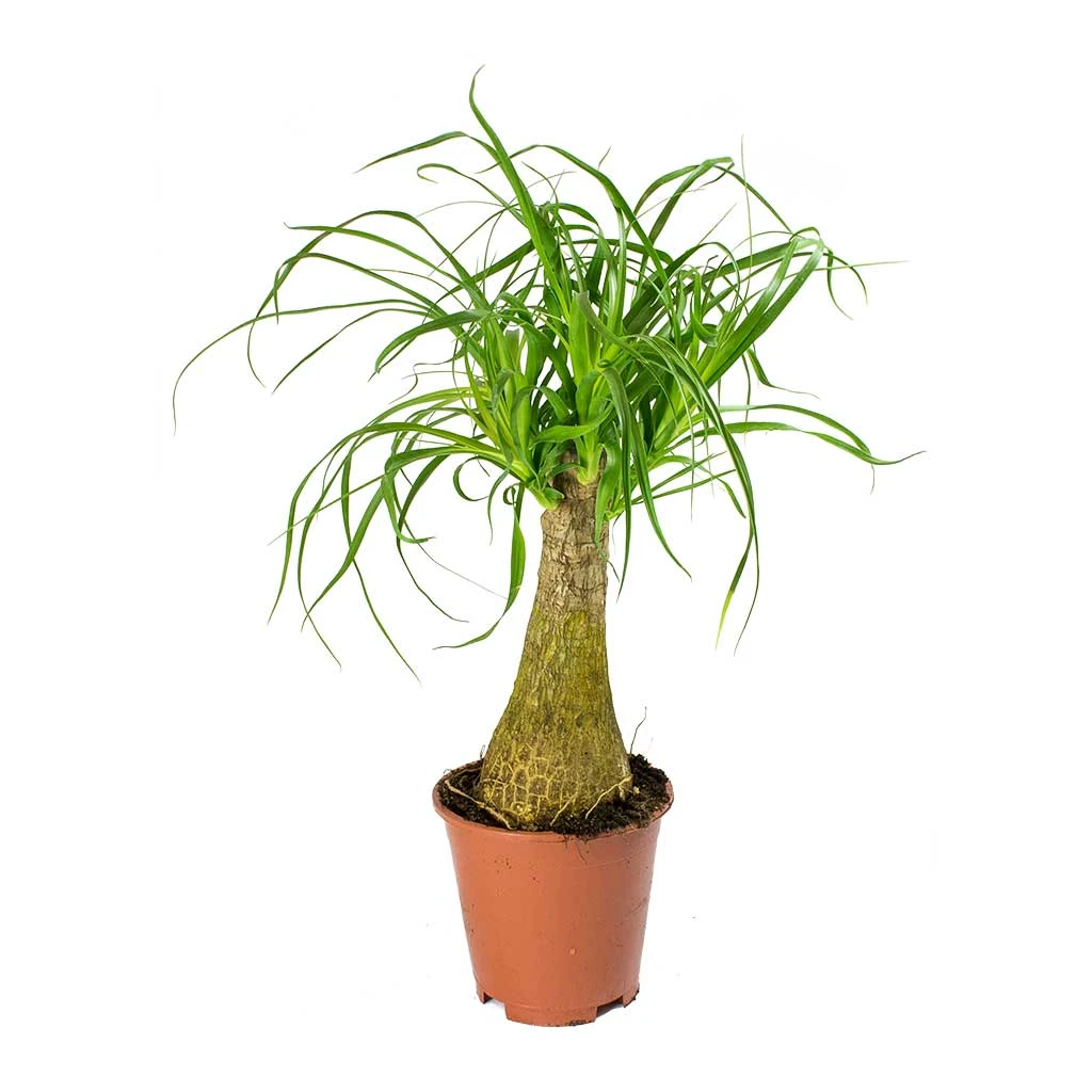 Beaucarnea - Pony Tail Palm - Single Stem 12 Beaucarnea - Pony Tail Palm - Single Stem - Image 10