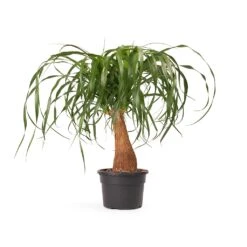 Beaucarnea - Pony Tail Palm - Single Stem 30 Beaucarnea - Pony Tail Palm - Single Stem -Plant potted plants Beaucarnea Pony Tail Palm Single Stem 45cm cb626979 d715 4d9f aa65 48b09f061a33