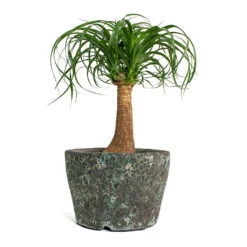 Lava Couple Straight Relic Planter - Jade -Plant potted plants Beaucarnea Pony Tail Palm Single Stem Lava Couple Straight Relic Planter Jade