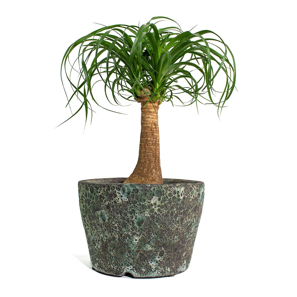 Beaucarnea - Pony Tail Palm - Single Stem 10 Beaucarnea - Pony Tail Palm - Single Stem - Image 8