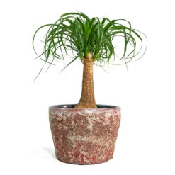 Beaucarnea - Pony Tail Palm - Single Stem 25 Beaucarnea - Pony Tail Palm - Single Stem -Plant potted plants Beaucarnea Pony Tail Palm Single Stem Lava Couple Straight Relic Planter Pink bf785c89 49a1 46a7 93ae addd3b5bf061
