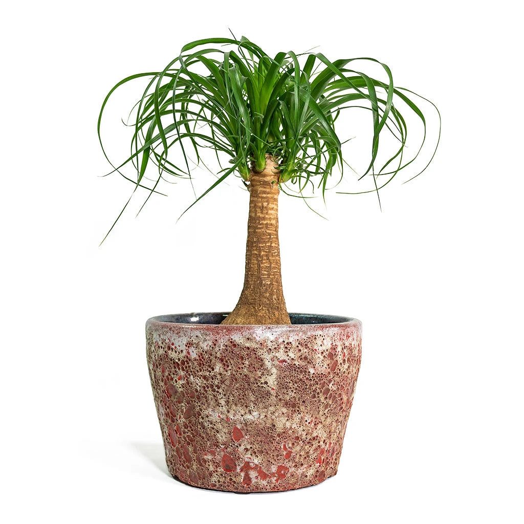 Beaucarnea - Pony Tail Palm - Single Stem 9 Beaucarnea - Pony Tail Palm - Single Stem - Image 7