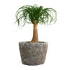 Beaucarnea - Pony Tail Palm - Single Stem -Plant potted plants Beaucarnea Pony Tail Palm Single Stem Lava Couple Straight Relic Planter Rust 4e67301d 9146 4ace b106 d4e4d27d49d9