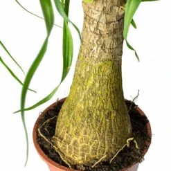 Beaucarnea - Pony Tail Palm - Single Stem 34 Beaucarnea - Pony Tail Palm - Single Stem -Plant potted plants Beaucarnea Pony Tail Palm Single Stem Trunk 45cm