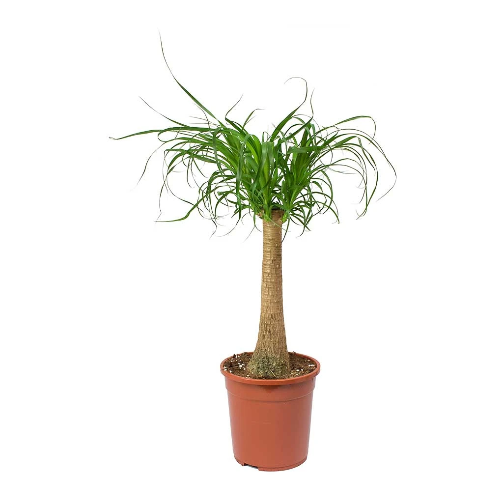 Beaucarnea - Pony Tail Palm - Single Stem 7 Beaucarnea - Pony Tail Palm - Single Stem - Image 5