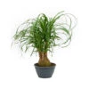 Beaucarnea - Pony Tail Palm - Branched -Plant potted plants Beaucarnea recurvata Branched