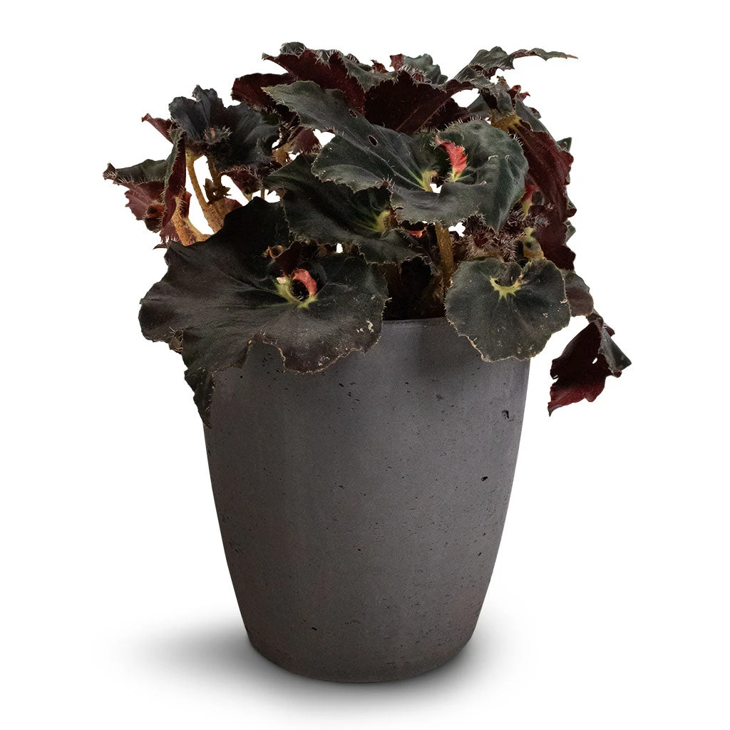Gerben Plant Pot - Black Washed 8 Gerben Plant Pot - Black Washed - Image 6