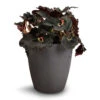 Begonia BD Rex - Anne Begonia -Plant potted plants Begonia BD Rex Anne Begonia 12x20cm Gerben Black 1 3ebe63c3 5a9b 4477 bddf 30dada0fb4d6