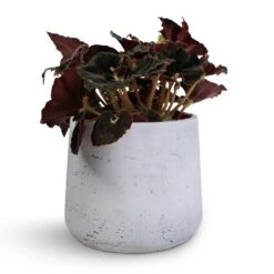 Begonia BD Rex - Anne Begonia 19 Begonia BD Rex - Anne Begonia -Plant potted plants Begonia BD Rex Anne Begonia 12x20cm Patt Plant Pot White Washed 16x14cm 24c5d1ae f69d 4dfa ac05 93689d2a8771