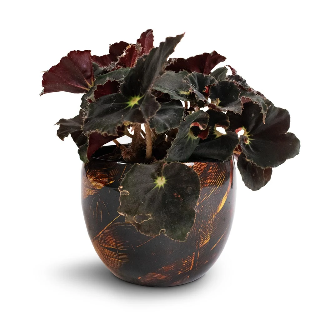 Begonia BD Rex - Anne Begonia 6 Begonia BD Rex - Anne Begonia - Image 4