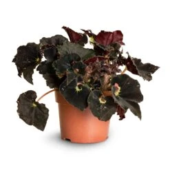 Begonia BD Rex - Anne Begonia 15 Begonia BD Rex - Anne Begonia -Plant potted plants Begonia Rex Anne