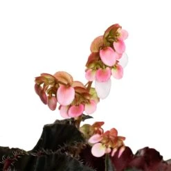 Begonia BD Rex - Anne Begonia 21 Begonia BD Rex - Anne Begonia -Plant potted plants Begonia Rex Anne Flower 2