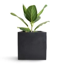 Fleur Natural Planter - Black -Plant potted plants Bengal Fig Fleur Natural Planter Black 20x20x20cm