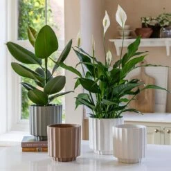 Bourton Scalloped Plant Pot - Ivory -Plant potted plants BourtonScallopedPlantPot Ivory 18x18cm e7837bc3 1dad 4236 9401 1b4ddd81224a