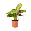 Calathea Flamestar -Plant potted plants Calathea Flamestar