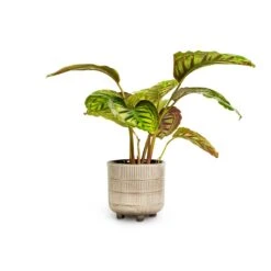 Calathea Flamestar -Plant potted plants Calathea Flamestar 14x45cm Denise Plant Pot Off White 17x17cm