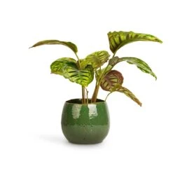 Calathea Flamestar -Plant potted plants Calathea Flamestar 14x45cm Mischa Plant Pot Forest Green 22x18cm