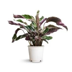 Calathea Fusion White -Plant potted plants Calathea Fusion White 14x35cm