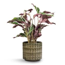 Calathea Fusion White -Plant potted plants Calathea Fusion White 14x35cm Stian Plant Pot Moss Green 18x17cm