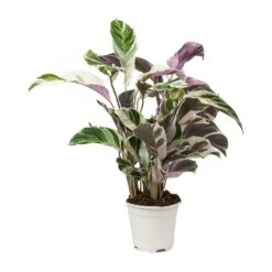 Calathea Fusion White -Plant potted plants Calathea Fusion White